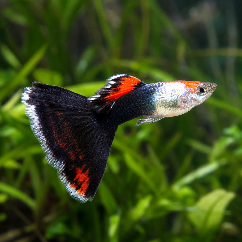 Koi Tuxedo Male Guppy (Poecilia reticulata) — AI natural aquarium view