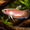 Krabi Mouthbrooding Betta — tropical fish for sale UK — AI hero driftwood view