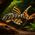 L 204 Panaque sp. 4 - — tropical fish for sale UK — AI hero driftwood view