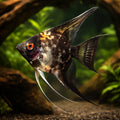 L Mix Angelfish - Pterophyllum scalare — AI hero driftwood view