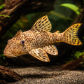 L006 Peckoltia oligospila 8 - — tropical fish for sale UK — AI hero driftwood view