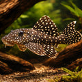 L007 Leporicantus galaxias 6 - — tropical fish for sale UK — AI hero driftwood view