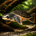 L014 Scobiancistrus aureatus 4 - — tropical fish for sale UK — AI hero driftwood view