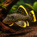 L018 Baryancistrus sp. Golden Nugget 4 - — tropical fish for sale UK — AI hero driftwood view