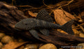 L067 Pseudoancistrus rare pleco with dark spotted body and broad sucker mouth - AI-generated reference image