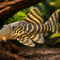 L074 Leporacanthicus galaxis 12 - — tropical fish for sale UK — AI hero driftwood view