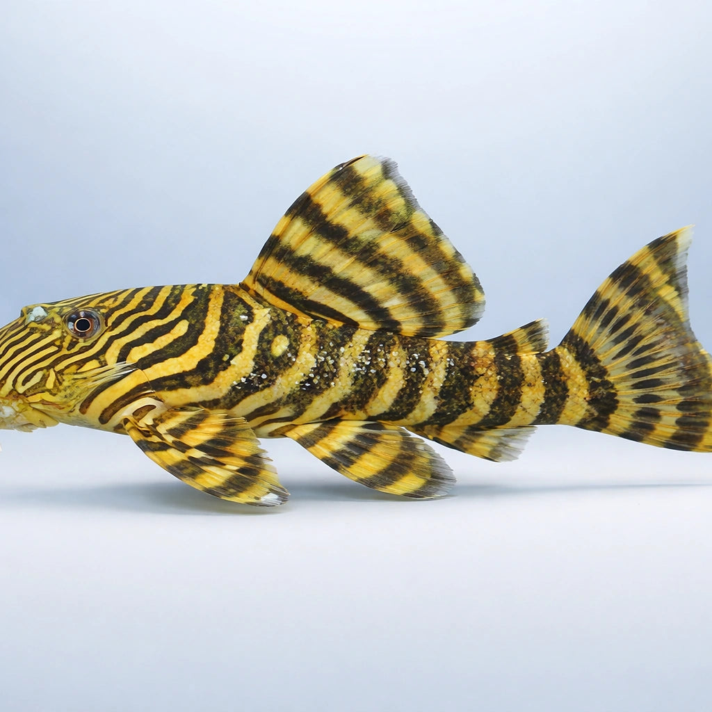L074 Leporacanthicus galaxis 12 - — tropical fish for sale UK — AI side clean view
