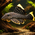 L081 Baryancistrus sp. 4 - — tropical fish for sale UK — AI hero driftwood view