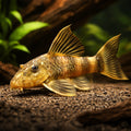 L103 Peckoltia sp. 4 - — tropical fish for sale UK — AI hero driftwood view