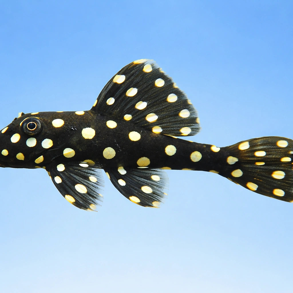 L142 Baryancistrus sp. tocantins snow ball 6 - — tropical fish for sale UK — AI side clean view
