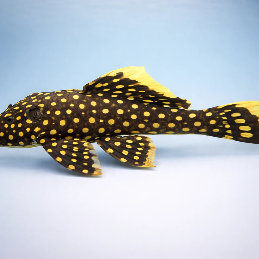 L177 Baryancistrus sp. 6 - — tropical fish for sale UK — AI side clean view