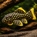 L177 Baryancistrus sp. irri-yellow-seam 8 - — tropical fish for sale UK — AI hero driftwood view
