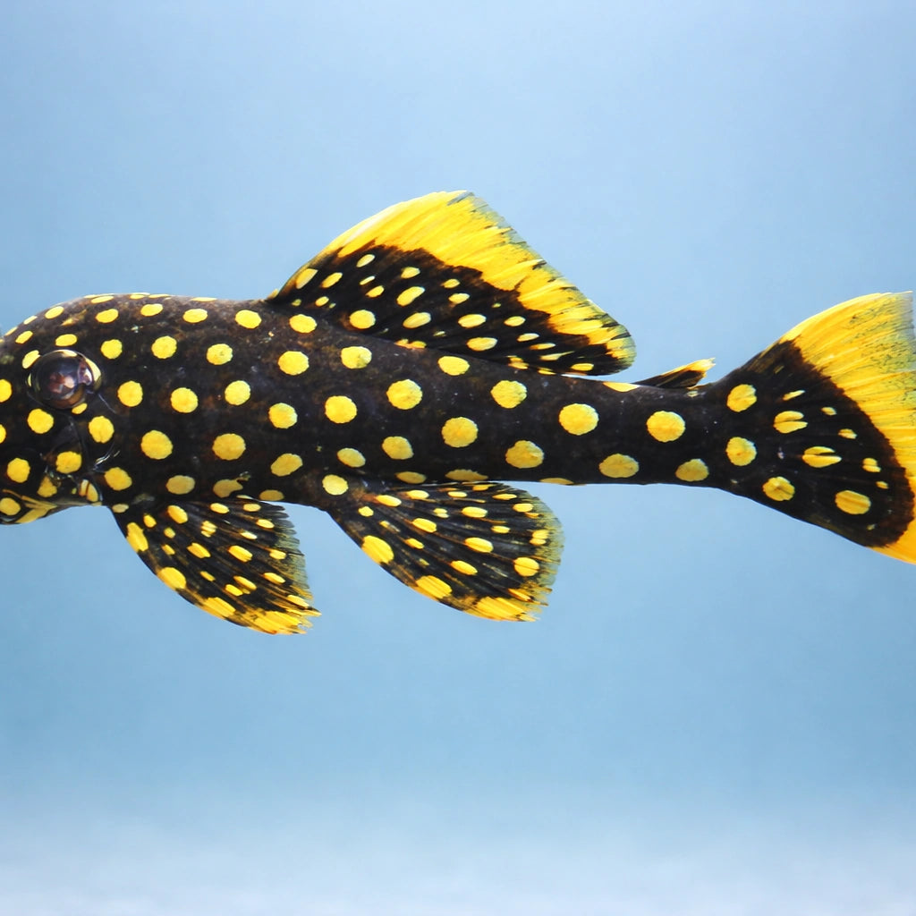 L177 Baryancistrus sp. irri-yellow-seam 8 - — tropical fish for sale UK — AI side clean view