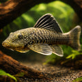 L187 Chaetostoma paersi 4 - — tropical fish for sale UK — AI hero driftwood view