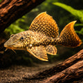 L196 Glyptoperichthys sp. 5 - — tropical fish for sale UK — AI hero driftwood view