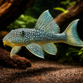 L200 Chaetostomus sp. 5 - — tropical fish for sale UK — AI hero driftwood view