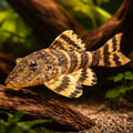 L206 Panagolus sp. — tropical fish for sale UK — AI hero driftwood view