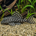 L236 Cracked Zebra Pleco - Hypancistrus Sp. - South American Catfish, Easy Care Catfish for Thriving Aquariums, Perfect for Beginners and Experienced Fish Keepers, Stunning Addition to Your Aquarium — for sale UK — AI natural aquarium view