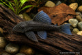 L239 Panaque sp. Blue Fin Pleco with dark spotted body and blue fin sheen - AI-generated reference image