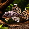 L264 Leporacanthicus joselimai 2, — tropical fish for sale UK — AI hero driftwood view