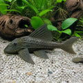 L397 Panaqolus sp. — Catfish cory pleco for sale UK — AI natural aquarium view