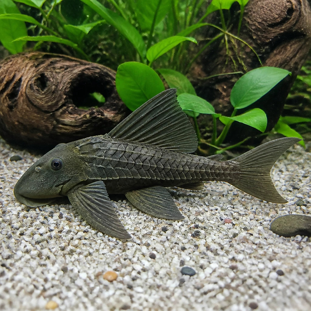 L397 Panaqolus sp. — Catfish cory pleco for sale UK — AI natural aquarium view