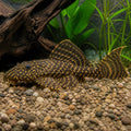 Ancistrus sp. L519 — Catfish cory pleco for sale UK — AI natural aquarium view