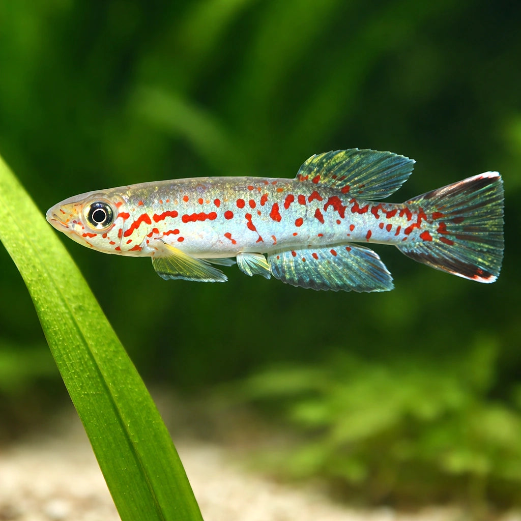 Labarre's Aphyosemion — tropical fish for sale UK — AI scale plant view