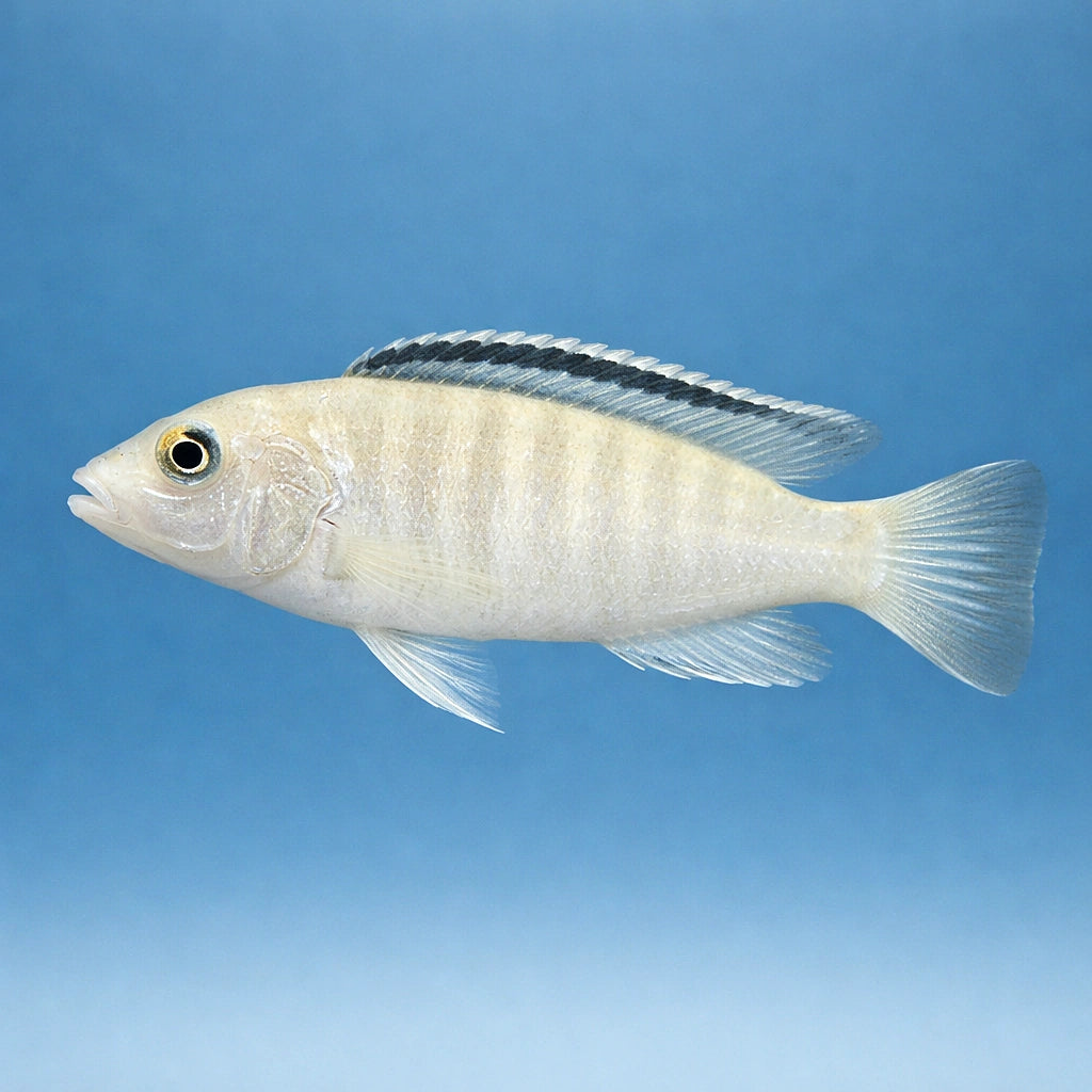 Labidochromis caeruleus albino - Cichlid Fish for Sale UK — AI side clean view