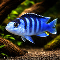 Labidochromis chisumulae 3 - — tropical fish for sale UK — AI hero driftwood view