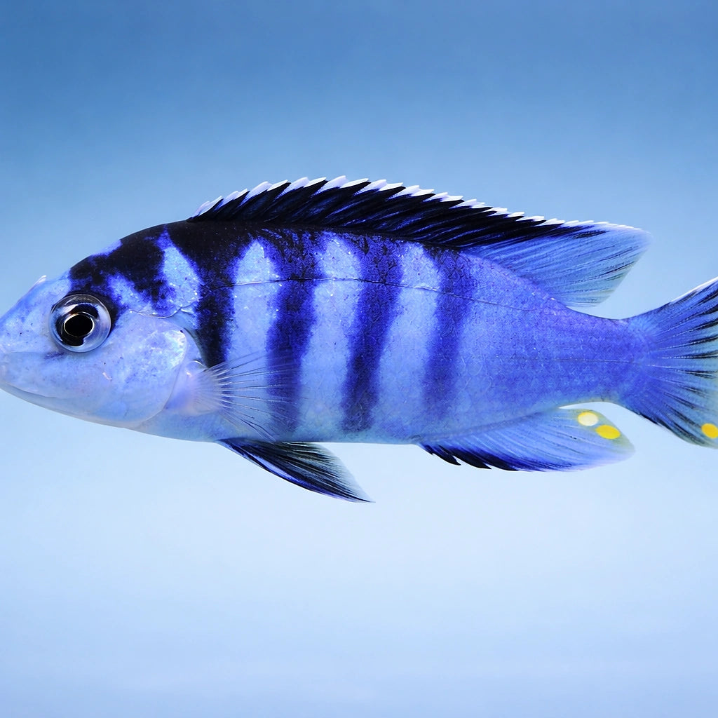 Labidochromis chisumulae 3 - — tropical fish for sale UK — AI side clean view