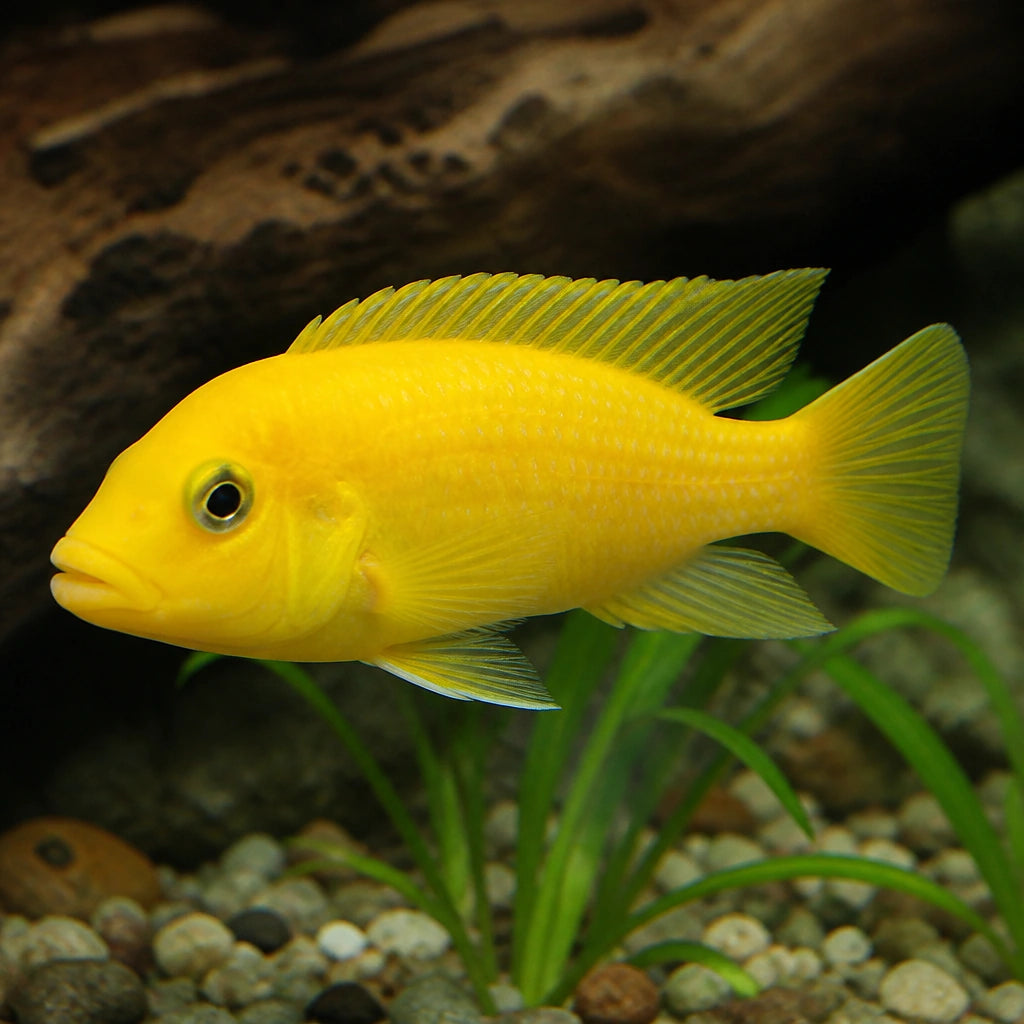 Sweden Hongi Cichlid — Lake Malawi Cichlids for sale UK — AI natural aquarium view