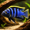 Labidochromis sp. mbamba 3 - — tropical fish for sale UK — AI hero driftwood view