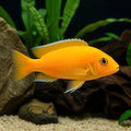 Sunflower Lamprologus — Lake Malawi Cichlids for sale UK — AI natural aquarium view