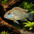 Labidochromis textilis 4 - — tropical fish for sale UK — AI hero driftwood view