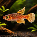 Ladiges' Gaucho — tropical fish for sale UK — AI hero driftwood view