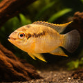 Laetacara thaeri 4 - — tropical fish for sale UK — AI hero driftwood view