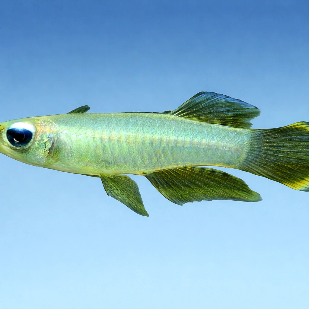 Lampeye — tropical fish for sale UK — AI side clean view