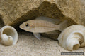 Lamprologus boulengeri Tanganyika cichlid near shells and rockwork - AI-generated reference image
