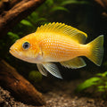Lamprologus caudopunkt. orange 4 - — tropical fish for sale UK — AI hero driftwood view