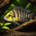 Lamprologus comp. goldhead 3 - — tropical fish for sale UK — AI hero driftwood view