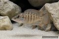 Altolamprologus compressiceps Tanzania Red Fin juvenile in a Tanganyika aquarium - AI-generated reference image