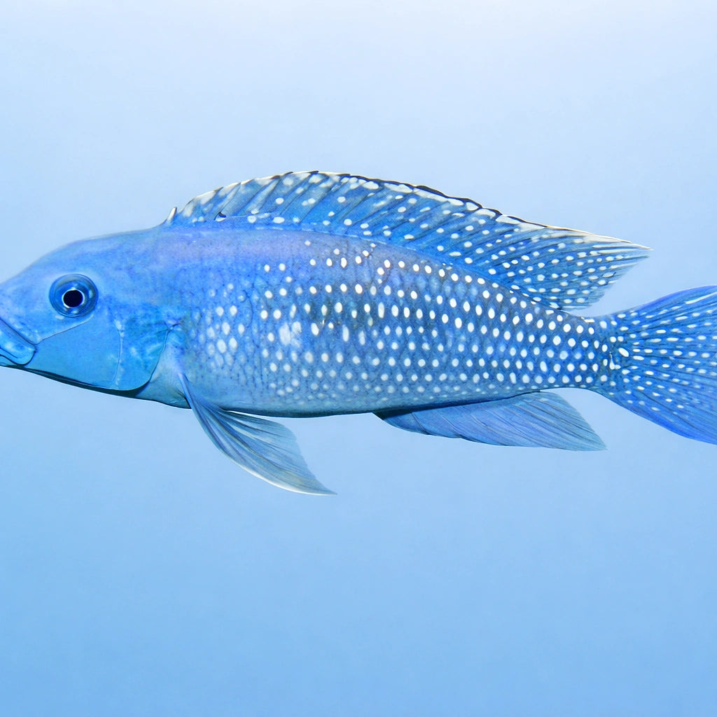 Lamprologus congoensis 3,5 - — tropical fish for sale UK — AI side clean view