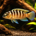 Lamprologus cylindricus S — tropical fish for sale UK — AI hero driftwood view