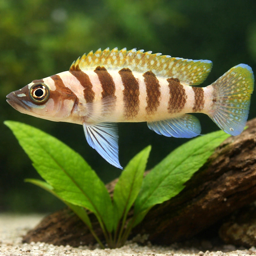 Lamprologus cylindricus yellowh. 3 - — tropical fish for sale UK — AI scale plant view