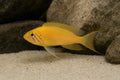 Sunflower Cichlid (Neolamprologus helianthus) in a Tanganyika rock aquarium - AI-generated reference image