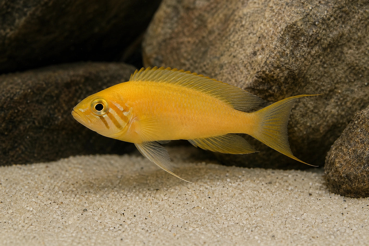Sunflower Cichlid (Neolamprologus helianthus) in a Tanganyika rock aquarium - AI-generated reference image