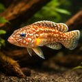 Lamprologus nkambae 4,5 - 5, — tropical fish for sale UK — AI hero driftwood view