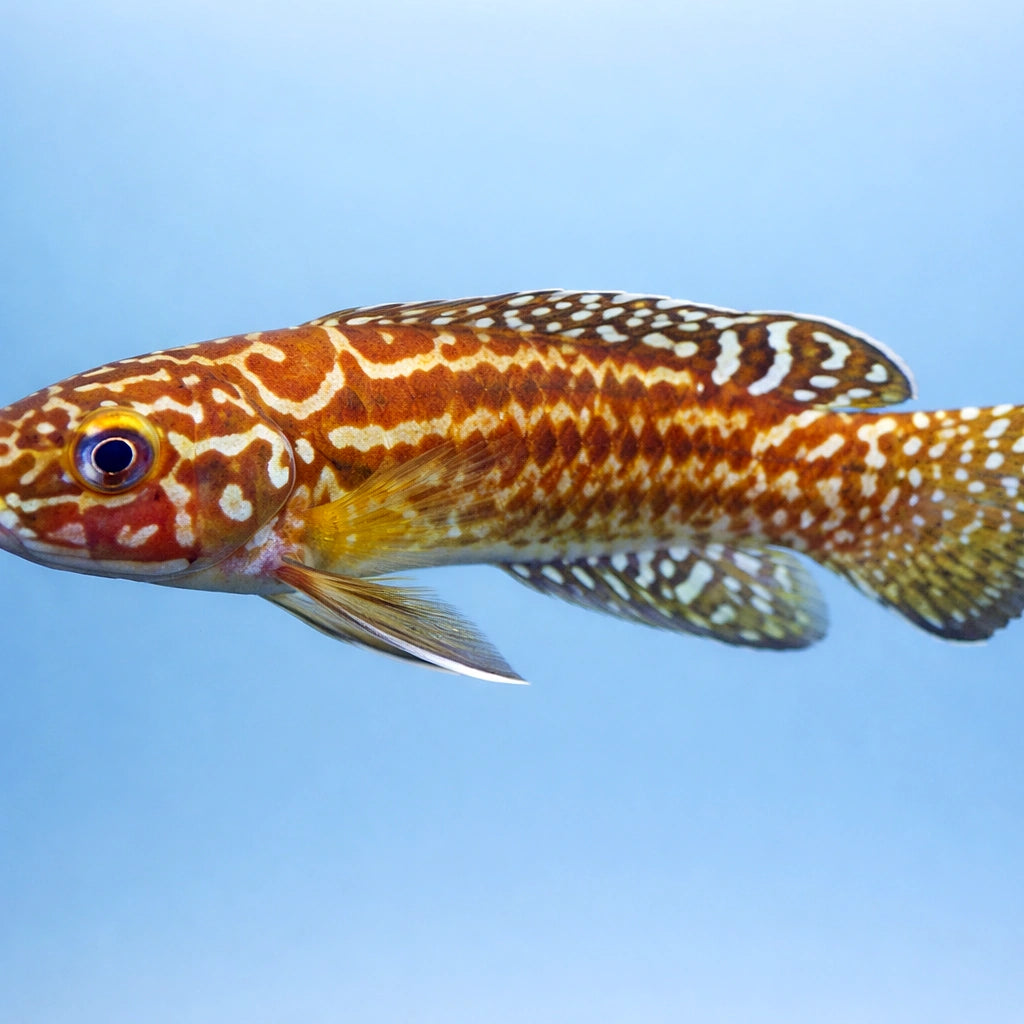 Lamprologus nkambae 4,5 - 5, — tropical fish for sale UK — AI side clean view