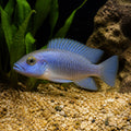 Blue Ocellated Shell-Dweller — Lake Tanganyika Cichlids for sale UK — AI natural aquarium view